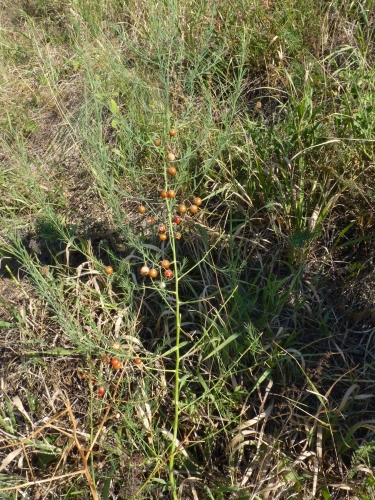 Asparagaceae - chřest lékařský (Asparagus officinalis), Pouzdřany, VIII.