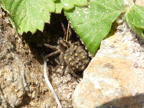 Členovci (pavoukovci) - slíďák (Pardosa hortensis), Plzeň - Lhota, VI.