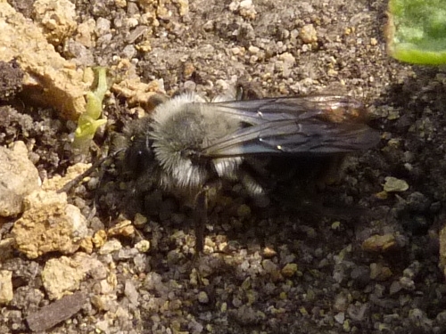 Hmyz (blanokřídlí) -  pískorypka (Andrena vaga , Plzeň - Vinice, IV.