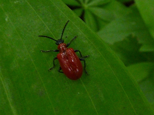 Hmyz (brouci) - chřestovníček liliový (Lilioceris lilii), Srbsko, VII.