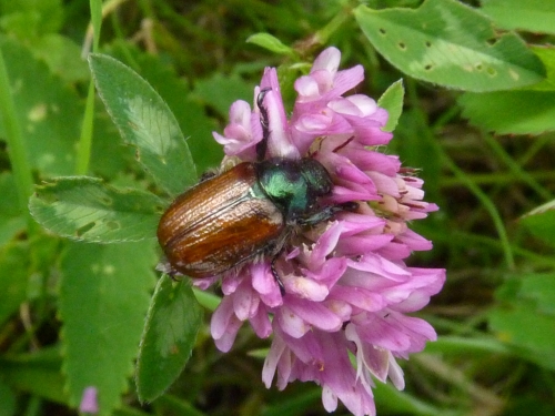 Hmyz (brouci) - listokaz zahradní (Phyllopertha horticola), Hajská VI.