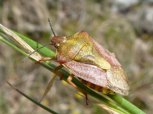 Hmyz (ploštice)- kněžice mateřská (Elasmucha grisea), Srbsko, V.