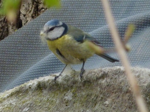 Ptáci (sýkorovití) - sýkora modřinka (Parus caeruleus), Plzeň, V.