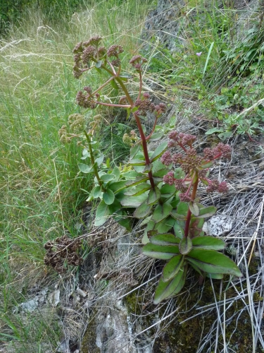 Hylotelehium telephium, Bečov VII.