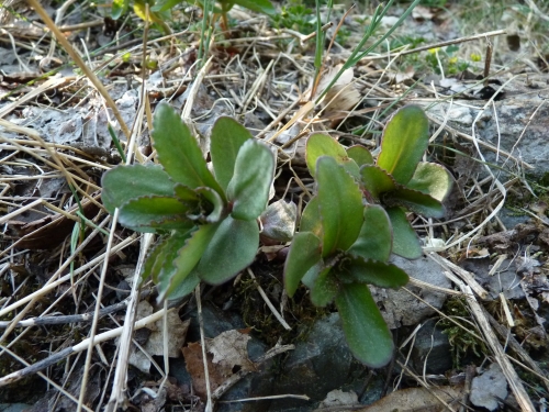 Hylotelephium telephium, Lopata IV.