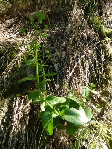 Hylotelephoum telephium, Bečov - jih VII.