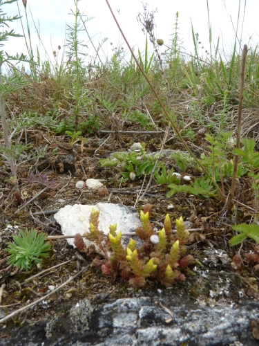 Sedum acre, Nerestce, VI.