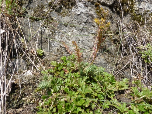 Sedum reflexum 2, Bečov VII.