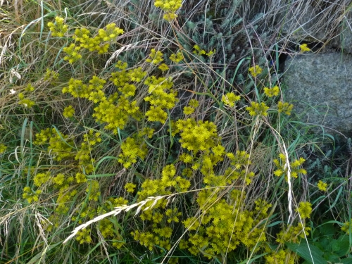 Sedum reflexum, Bečov jih VII.