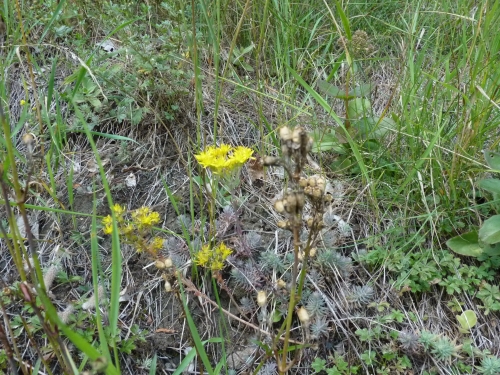 Sedum reflexum, Bečov VII