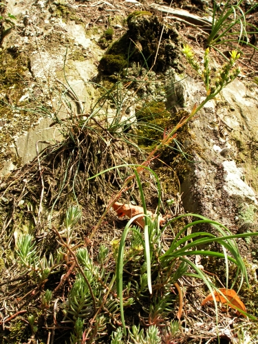 Sedum reflexum, údolí Střely VII.