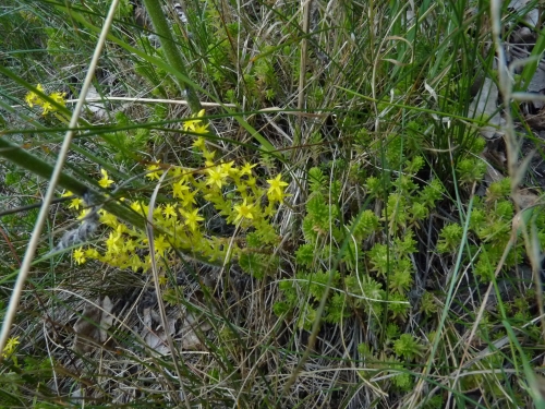 Sedum sexangulare, Bečov VII.