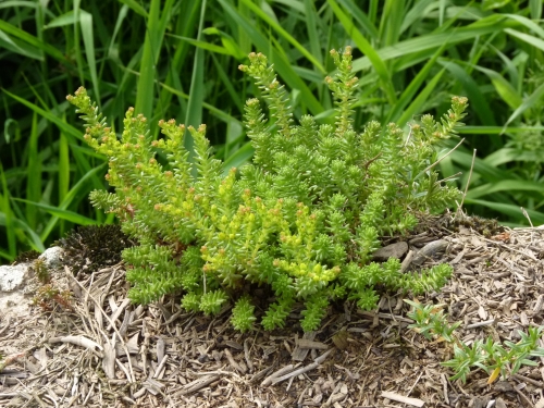 Sedum sexangulare, Otava - Hajská 2