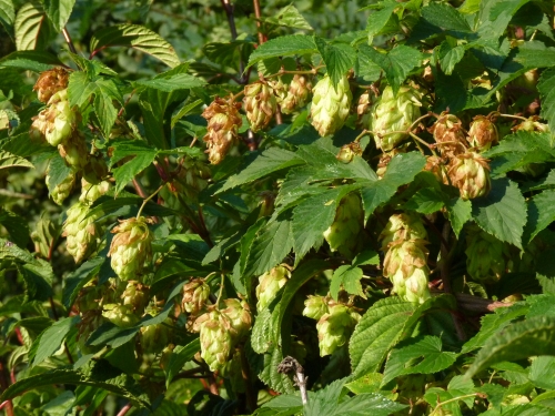 Cannabaceae - chmel otáčivý (Humulus lupulus), Srbsko, IX.