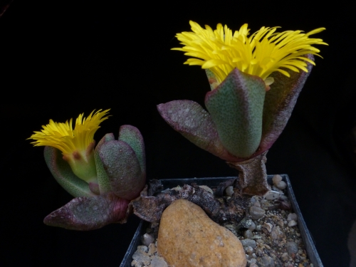 Pleiospilos simulans