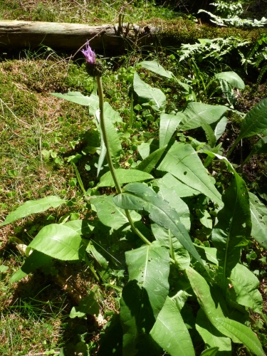 Asteraceae - chrpa parukářka (Centaurea pseudophrygia), Rotava, VII.