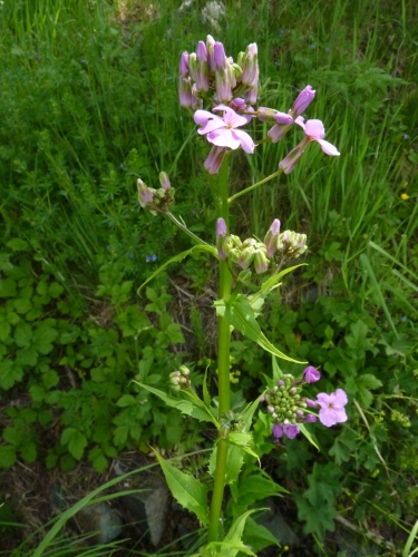 Brassicaceae - večernice vonná (Hesperis matronalis), Prameny, VI.