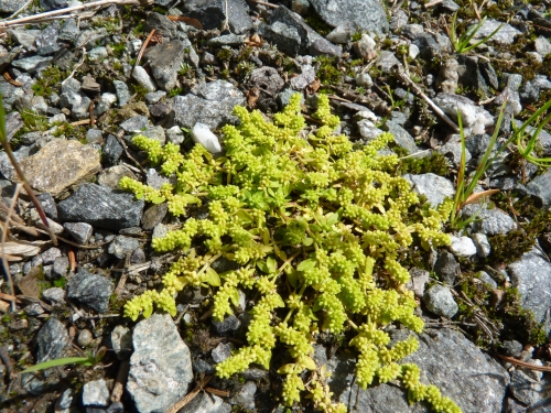 Caryophyllaceae - průtržník lysý (Herniaria glabra), Kladská, VII.