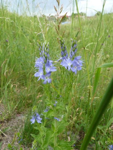 Scrophulariaceae - rozrazil ožankový (Veronica teucrium), Plzeň- Litice, VI.