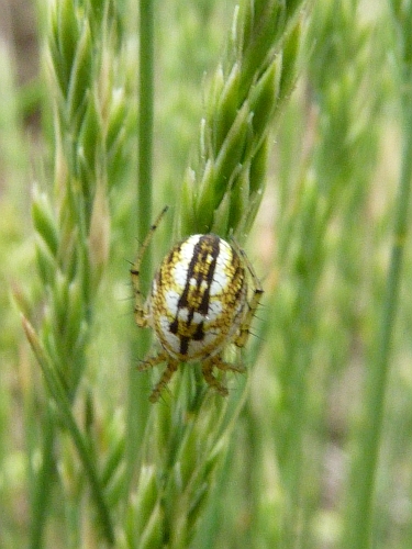 Členovci (pavoukovci) - křižák luční (Mangora acalypha), Srbsko, VII.