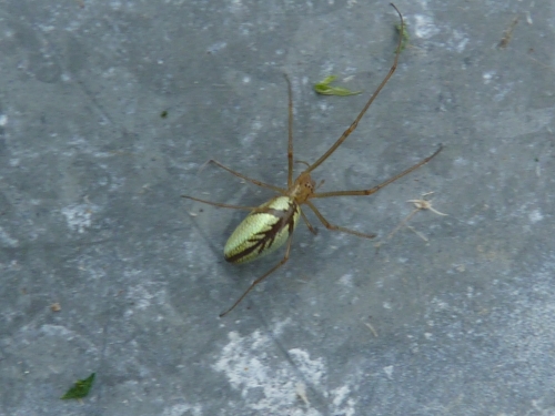 Členovci (pavoukovci) - snovačka oválná (Enoplognatha ovata) , Chraštice, VI.