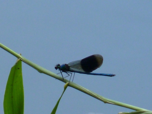 Hmyz (vážky) - motýlice lesklá (Calopteryx splendens), Dolní Lukavice, VI.