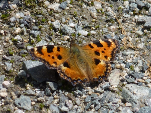 Hmyz (motýli) - babočka jilmová (Nymphalis polychloros), Kladská - Lysina, VIII.