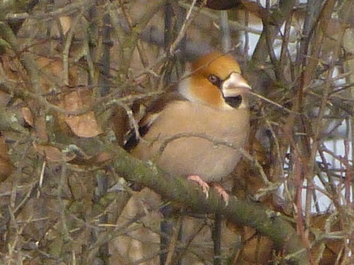 Ptáci (pěnkavovití)- dlask tlustozobý (Coccothraustes coccothraustes) , Plzeň, XII.