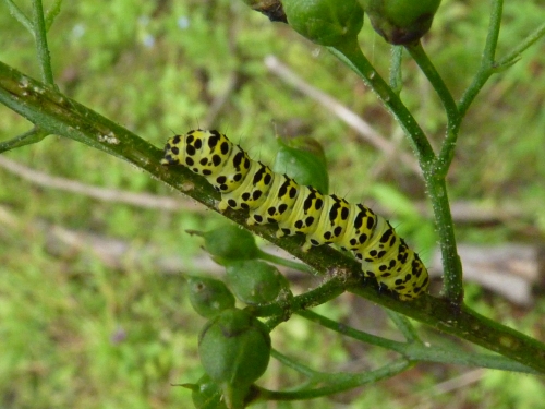 Hmyz (motýli) - kukléřka krtičníková (Shargacucullia scrophulariae) -housenka, Podhora, VIII.