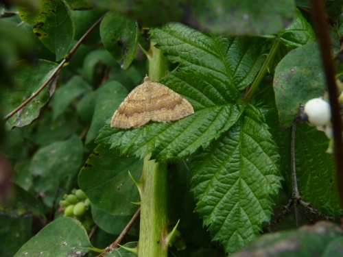 Hmyz (motýli) - zubočárník kopřivový (Camptogramma bilineata)t, Nová Doubravice X.