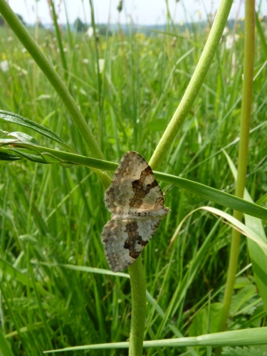 Hmyz (motýli) - zubočárník šedopruhý (Epirrhoe molluginata), Prameny, VI.