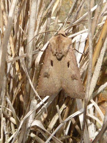 Hmyz (motýli) - osenice vykřičníková (Agrotis exclamationis), Plzeň, VI.