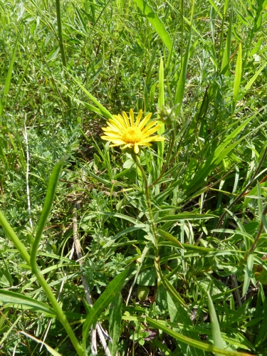 Asteraceae - oman mečolistý (Inula ensifolia), Bučovice, VII.