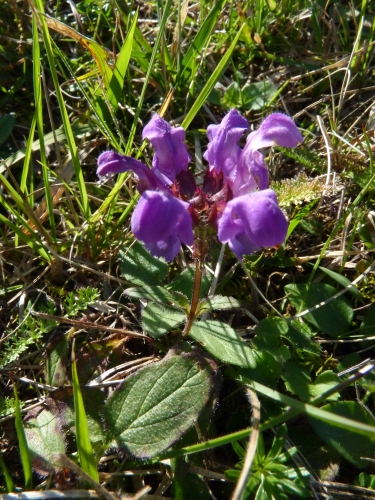 Lamiaceae - černohlávek velkokvětý (Prunella grandiflora), Korno, IX.