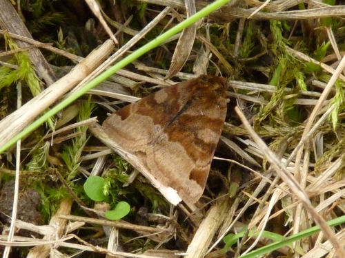 Hmyz (motýli) - jetelovka hnědá (Euclidia glyphica), Přešťovice VI.