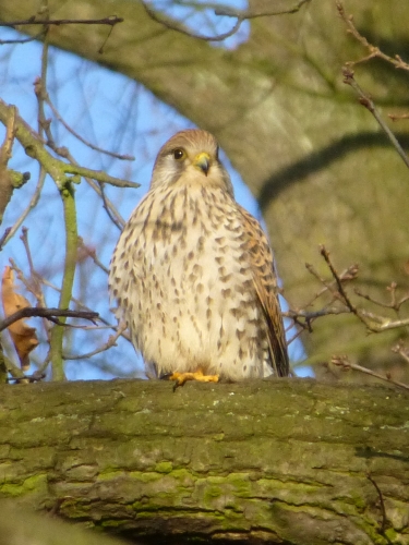 Ptáci (sokolovití) - poštolka obecná (Falco tinnunculus) samička, Plzeň, I.