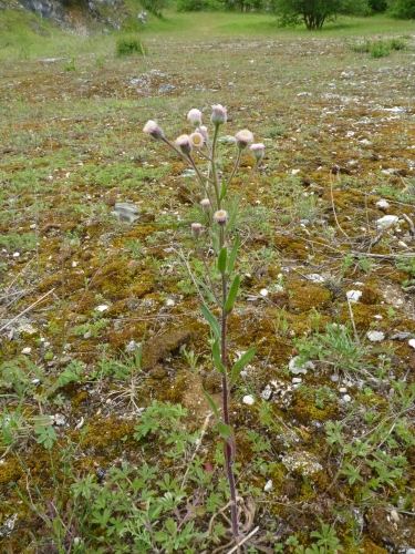 Asteraceae - turan ostrý (Erigeron acre ssp. typicum), Nerestce, VI.