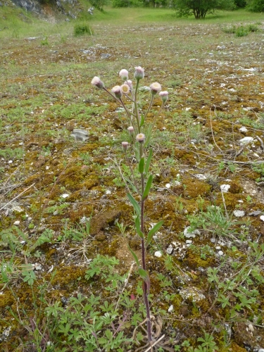 Asteraceae - turan ostrý (Erigeron acre ssp. typicum), Nerestce, VI.