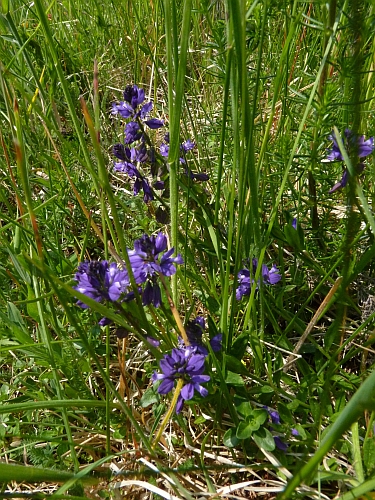 Polygalaceae - vítod obecný (Polygala vulgaris), Prameny, V.