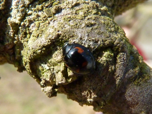 Hmyz (brouci) - slunéčko čtyřskvrnné (Exochomus quadripustulatus), Lhota, III.