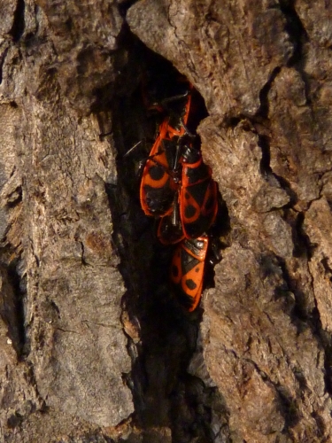 Hmyz (ploštice) - ruměnice pospolná (Pyrrhocoris apterus), Plzeň, III