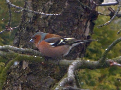 Ptáci (pěnkavovití) - pěnkava obecná (Fringilla coelebs) sameček, Plzeň - Lhota, IV.