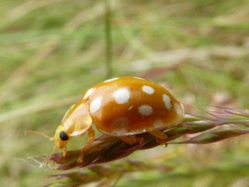 Hmyz (brouci) - slunéčko (Halyzia sedecimguttata) , Prameny, VI.