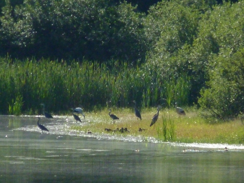 LK5 - Čápi, volavky, kachny