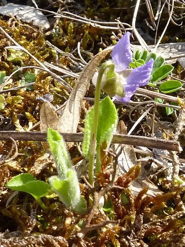 Violaceae - violka chlumní (Viola collina), Srbsko, IV.