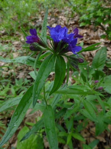 Boraginaceae - kamejka modronachová (Lithospermum purpurocaeruleum), Srbsko, V.