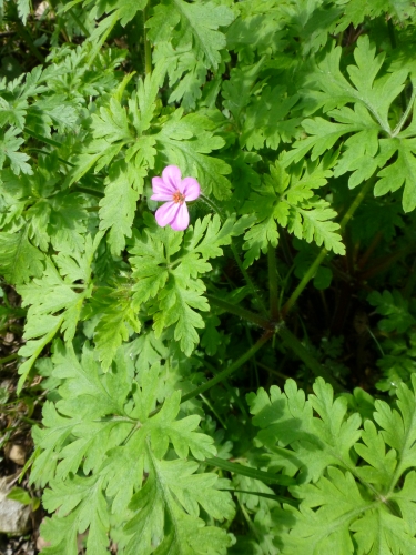 Geraniaceae - kakost bahenní (Geranium palustre), Srbsko, V.