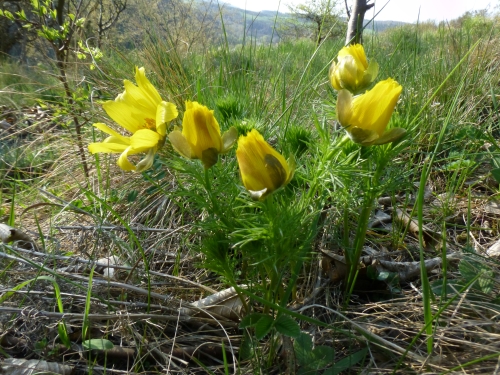 Ranunculaceae - hlaváček jarní (Adonis vernalis), Srbsko, IV.