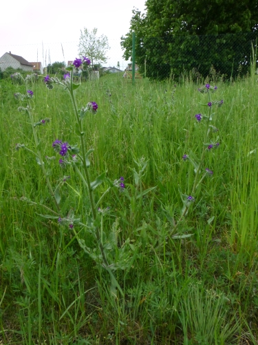 Boraginaceae - pilát lékařský (Anchusa officinalis), Tuhaň, V.