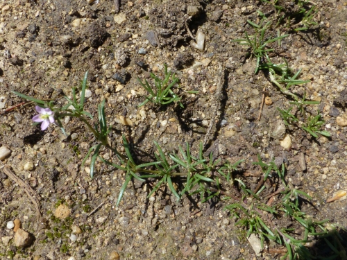 Caryophyllaceae - kuřinka obroubená (Spergularia maritima), Plzeň, V.